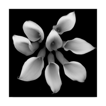 Susan S. Barmon 'Crystal Blush Calla 2 Black And White' Canvas Art,35x35